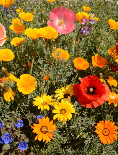 Southwest Mix garden seeds