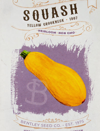 Yellow Crockneck 1807: Squash Front of seed packet 