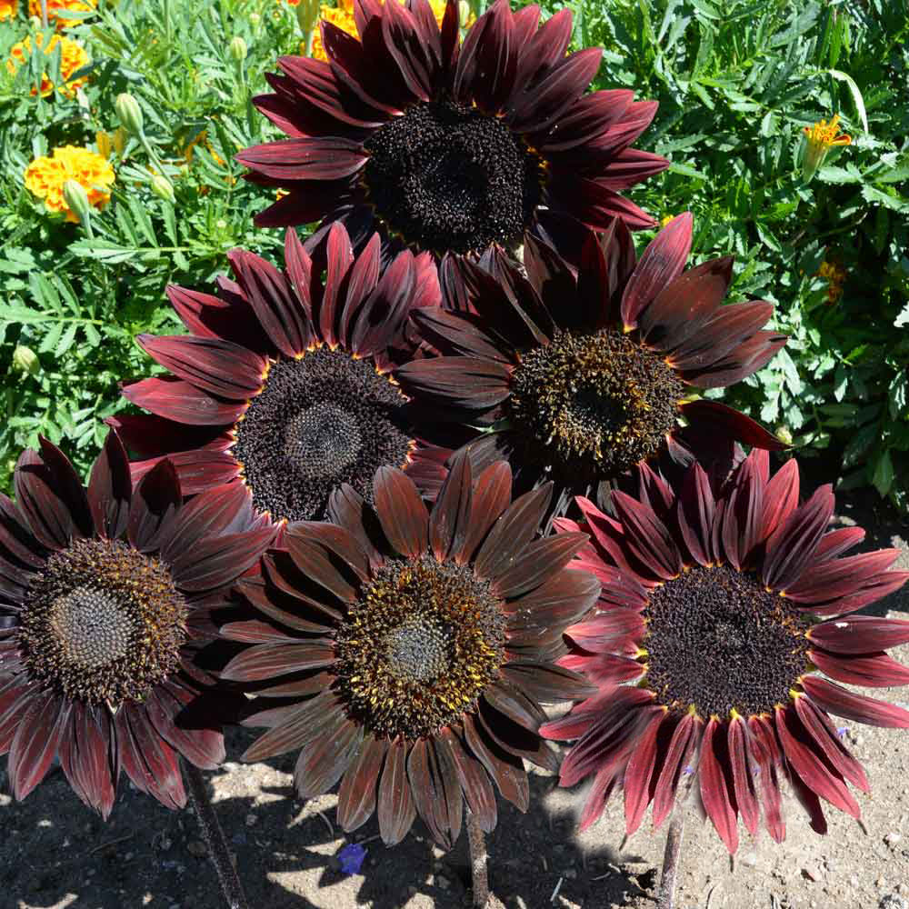 Sunflower, Chocolate Cherry Seed Packets | Bentley Seeds