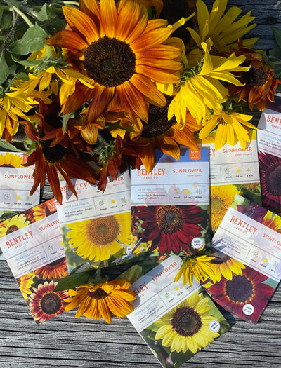 Bulk 250 Piece Sunflower Seed Packets flower seeds