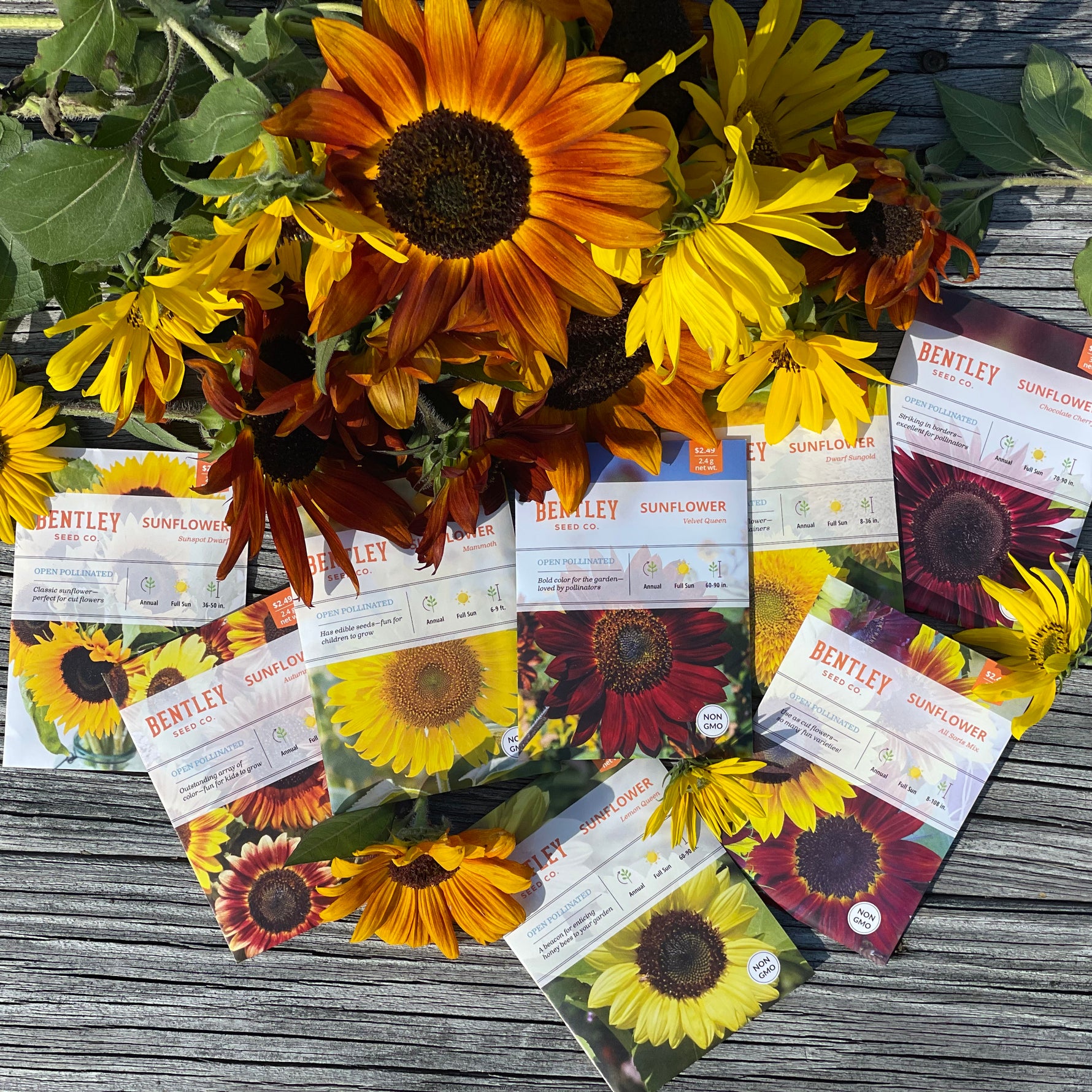 buy plant seeds in bulk Bulk 250 Piece Sunflower Seed Packets