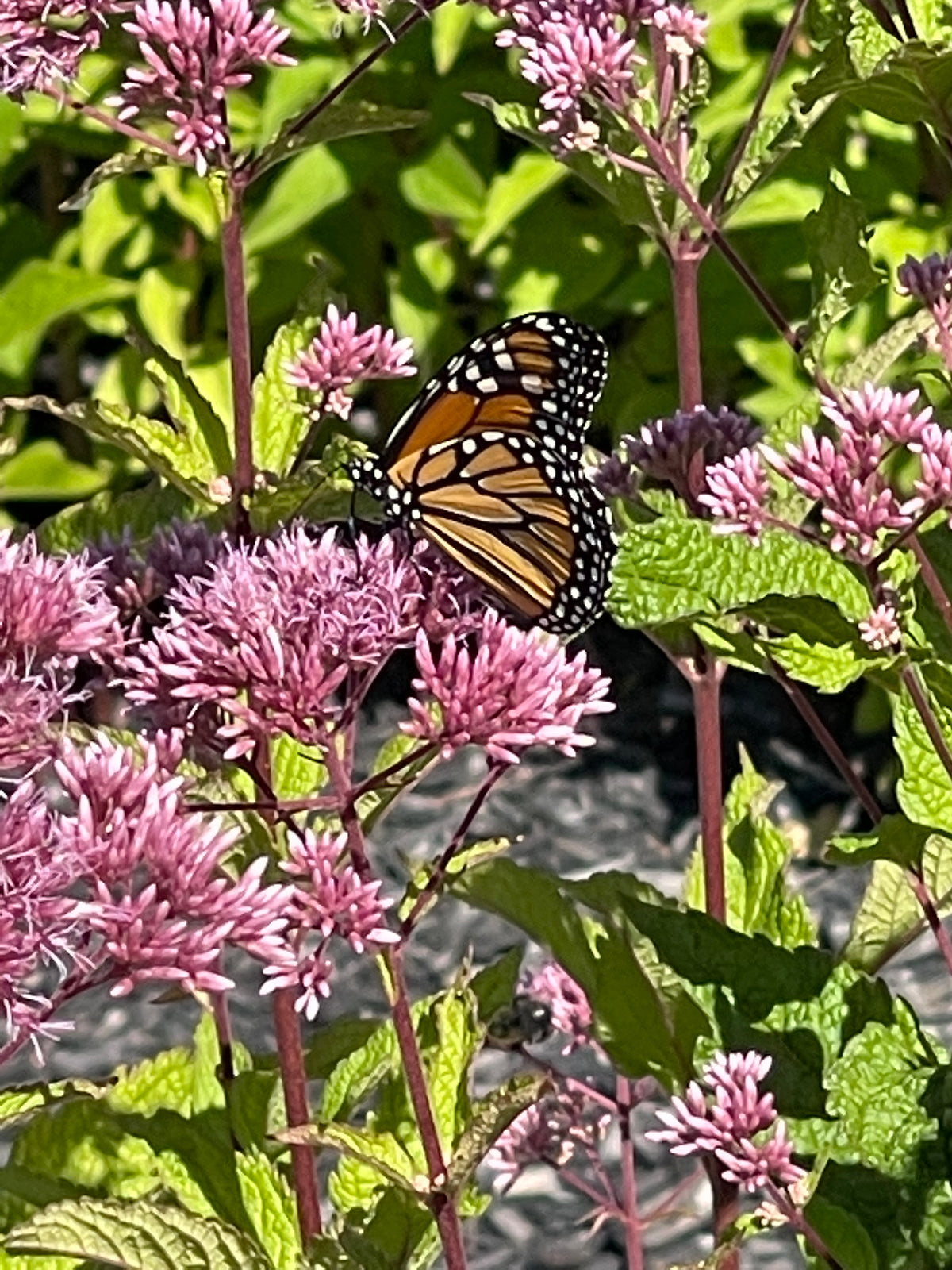 Milkweed, Swamp Seed Packets garden seeds