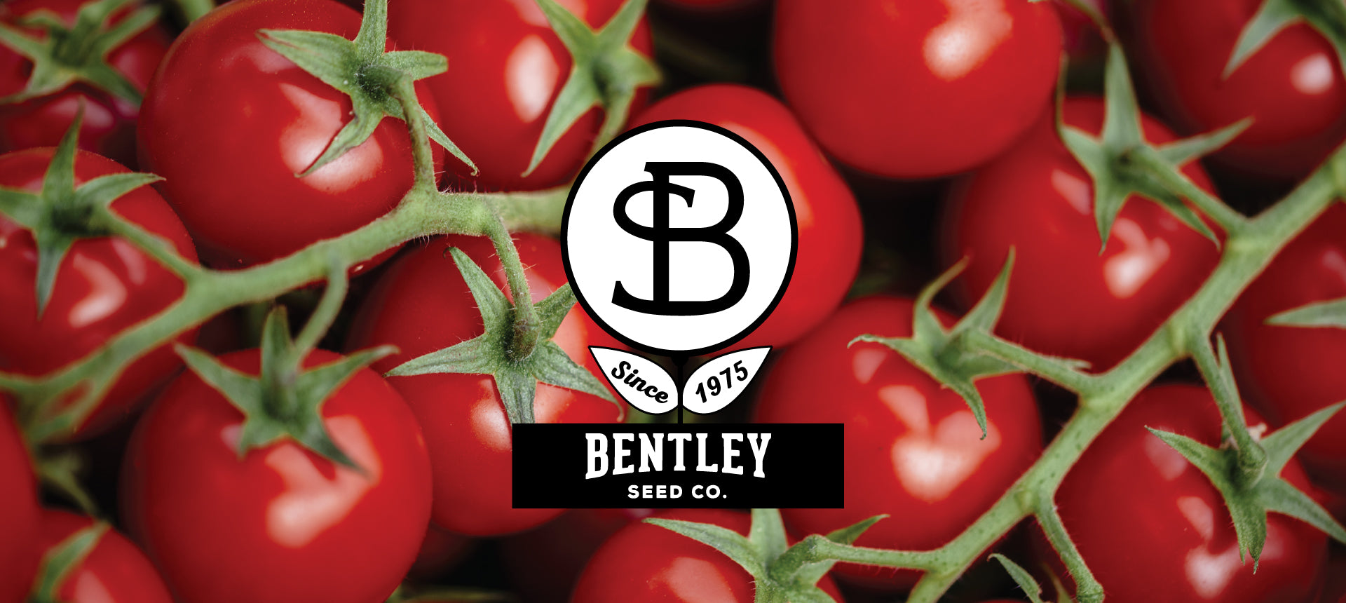 Bentley Seeds Tomatoes