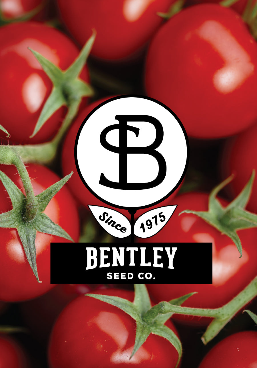 Bentley Seeds Tomatoes