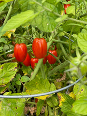 Tomato, Roma Seed Packets garden seeds