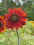 Sunflower, Velvet Queen Seed Packets