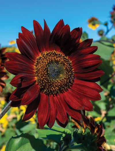 Sunflower, Velvet Queen garden seeds