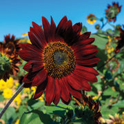 Sunflower, Velvet Queen garden seeds