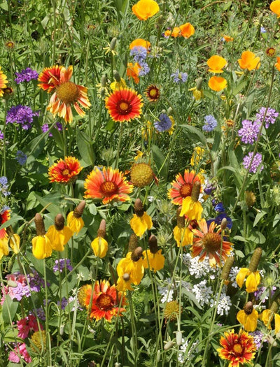 Western Wildflower Mix garden seeds
