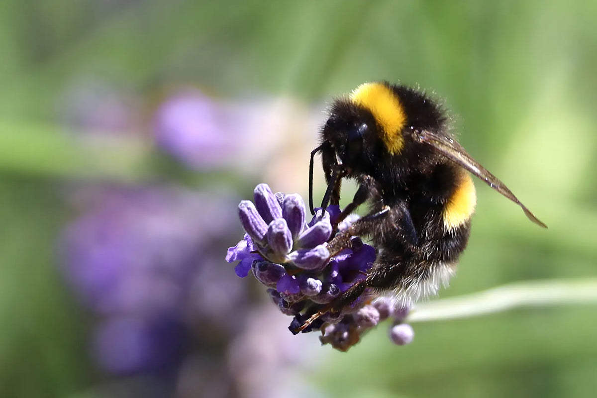 Pollinator & Environmental Seed Packets