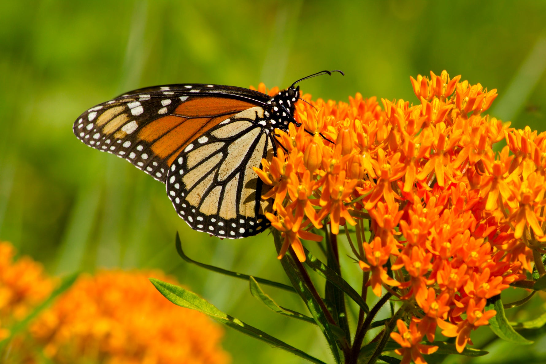 monarch butterfly flower seeds Milkweed, Butterfly Seed Packets