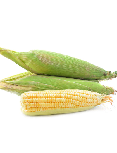 Corn, Golden Bantam flower seeds