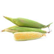 Fresh Corn on a white background.