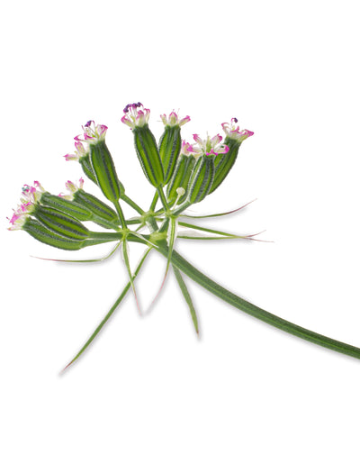Cumin seed packet