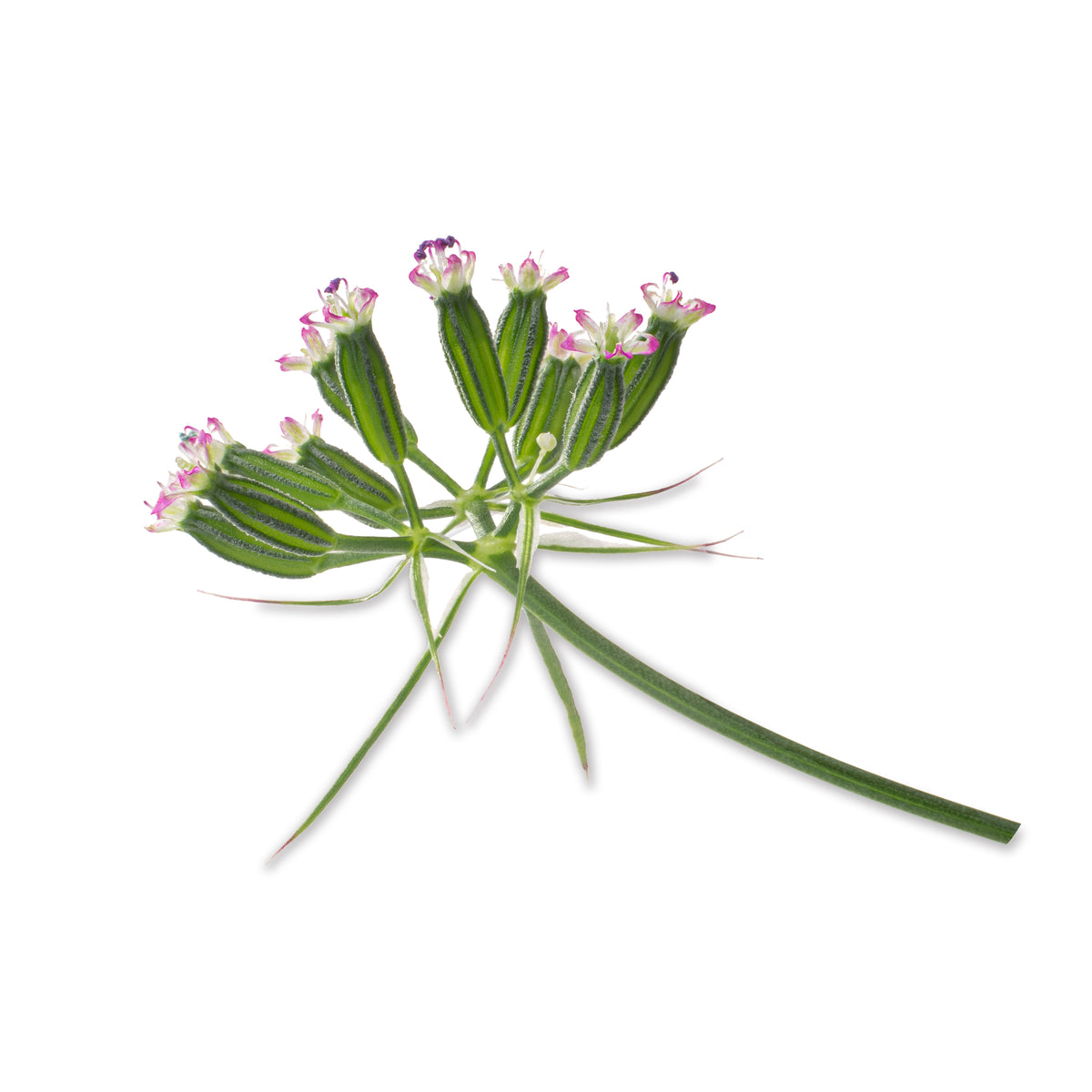 Cumin seed packet
