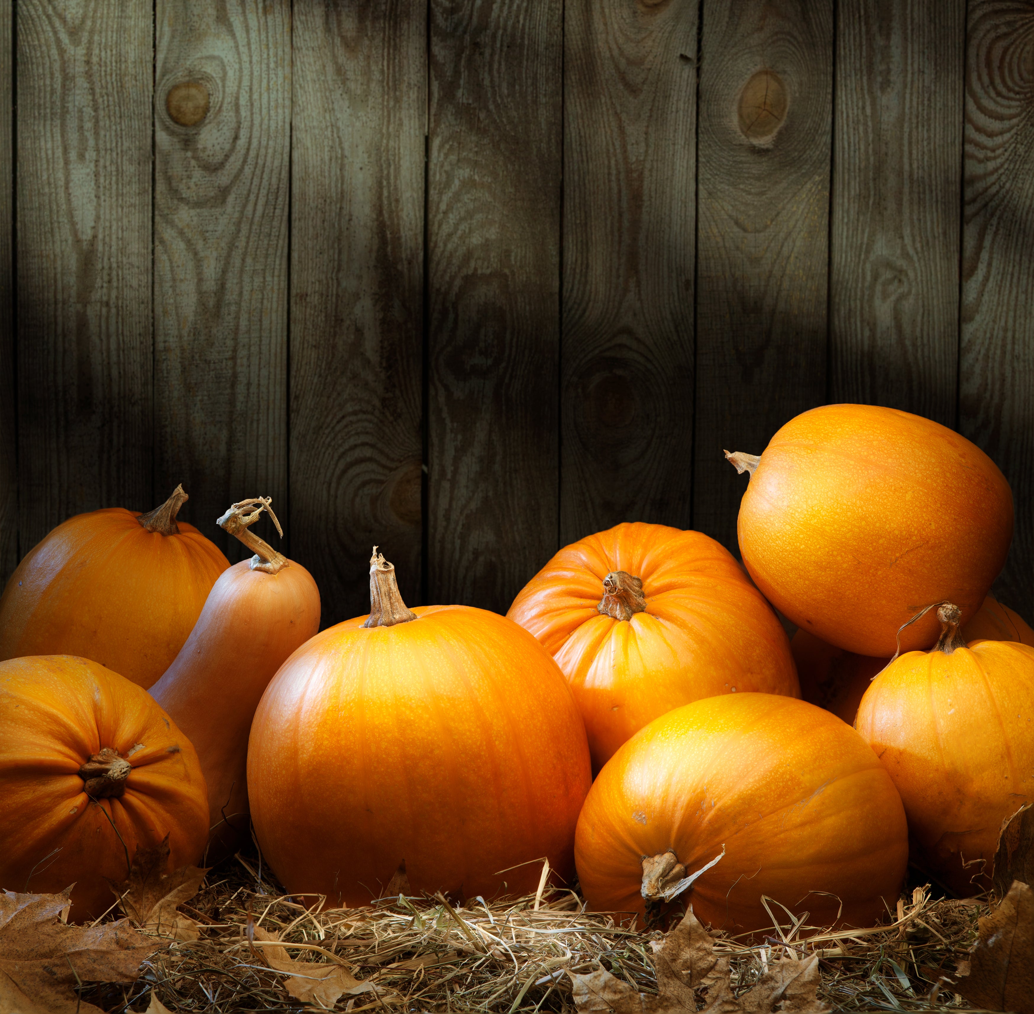 Pumpkin, Spookie - Bulk Seed | Bentley Seeds