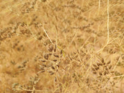 Cumin seed packet