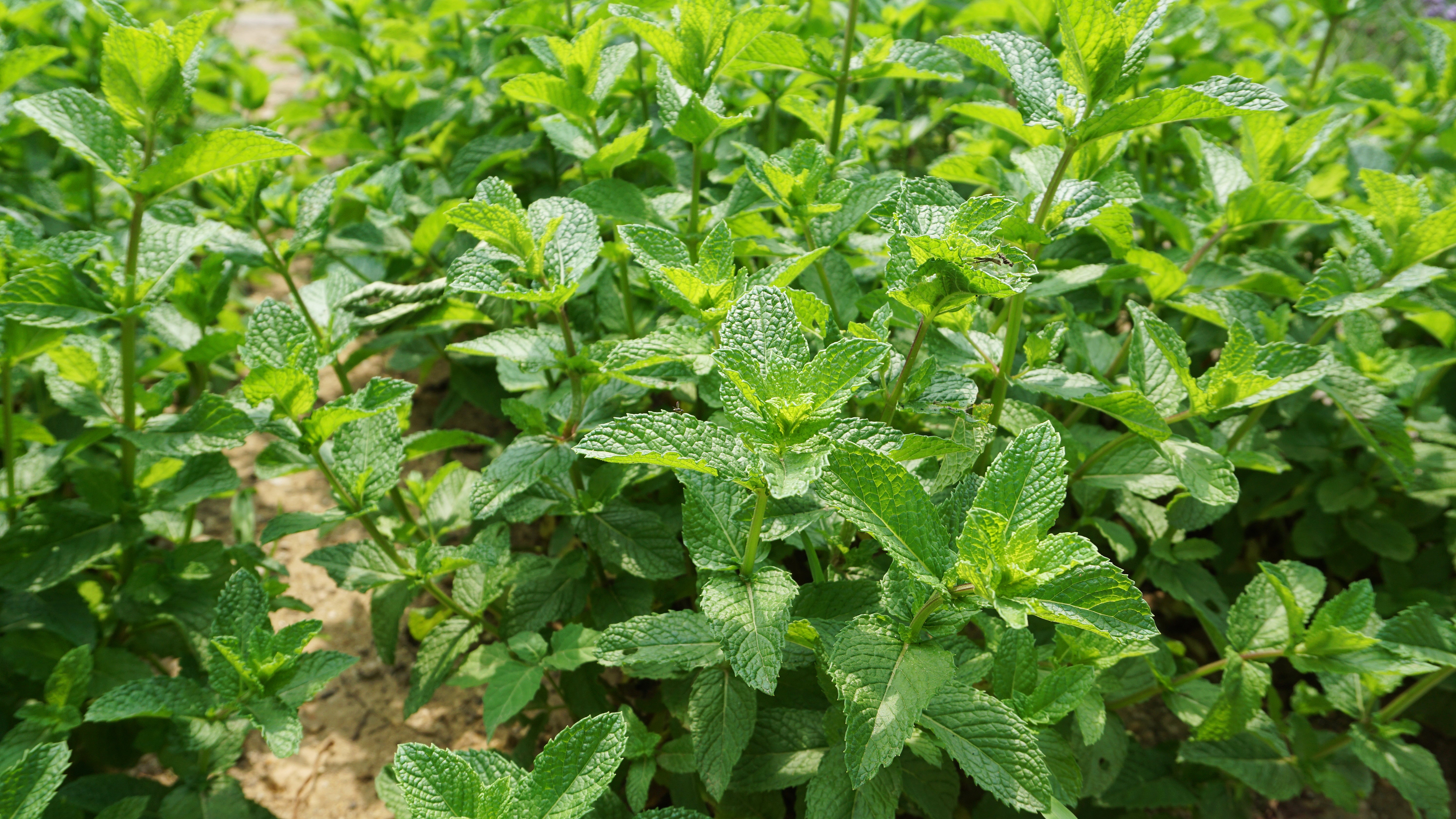 mint seeds on plant Mint, Spearmint Seed Packets