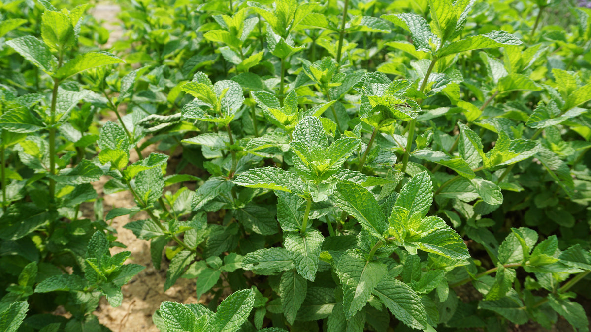 mint plant going to seed Mint, Spearmint Seed Packets