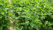 Mint, Spearmint Seed Packets garden seeds