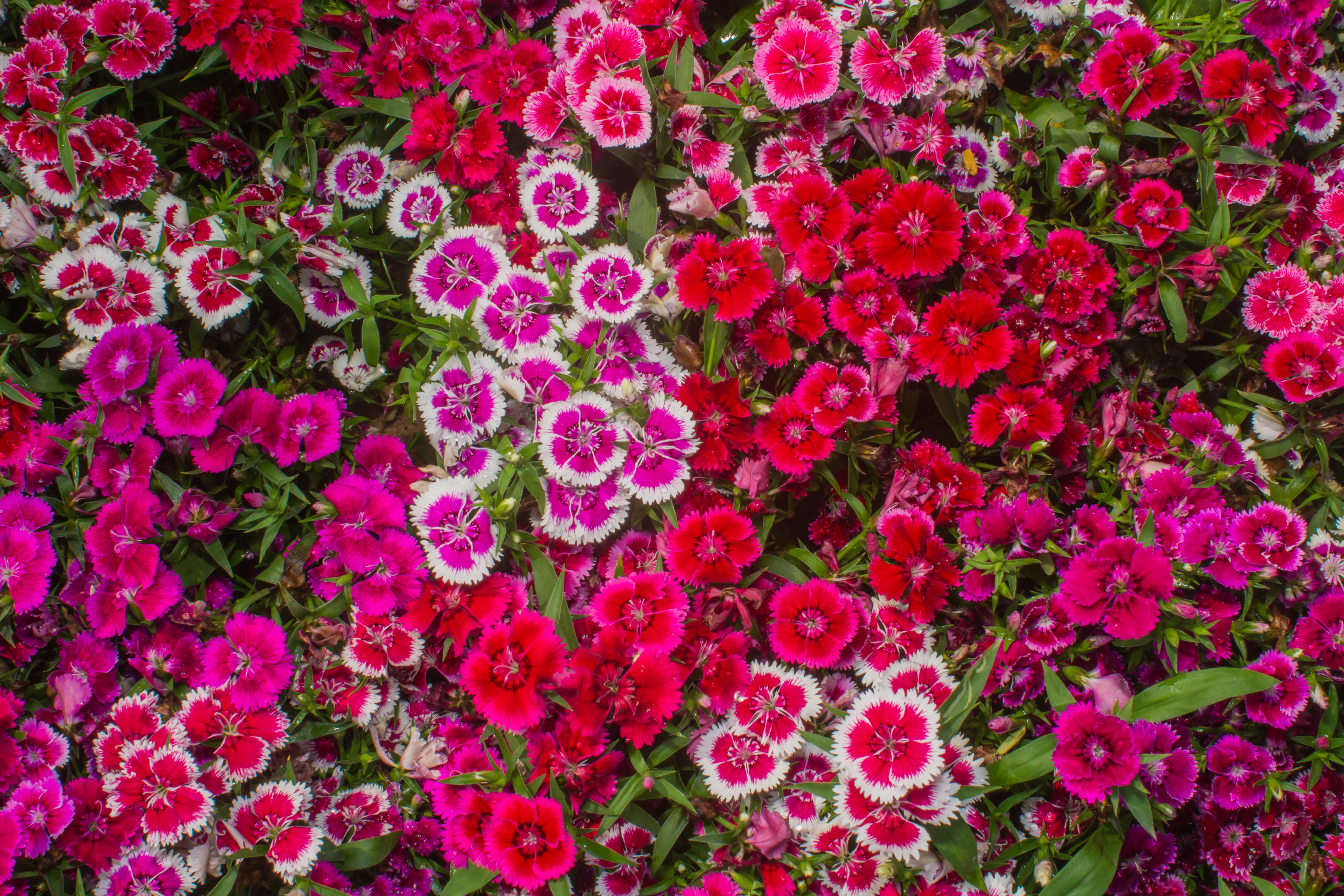 Bentley Seeds Dianthus Seeds