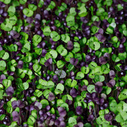 Microgreens, Spicy Mix Seed Packets flower seeds