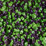 Microgreens, Spicy Mix Seed Packets