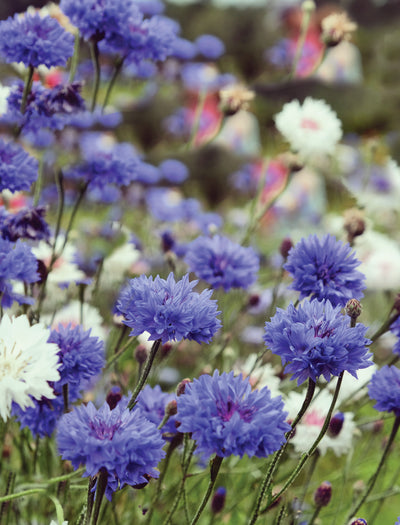 Bachelor Button garden seeds