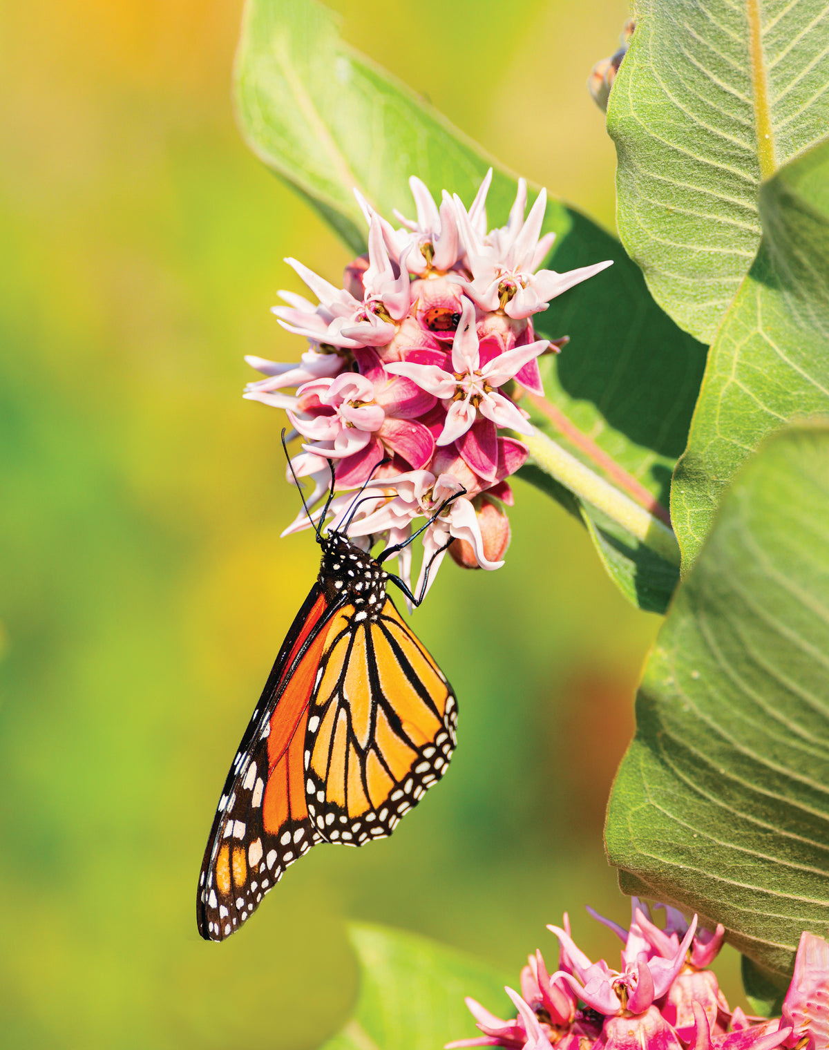 Milkweed, Showy Seed Packets seed packet