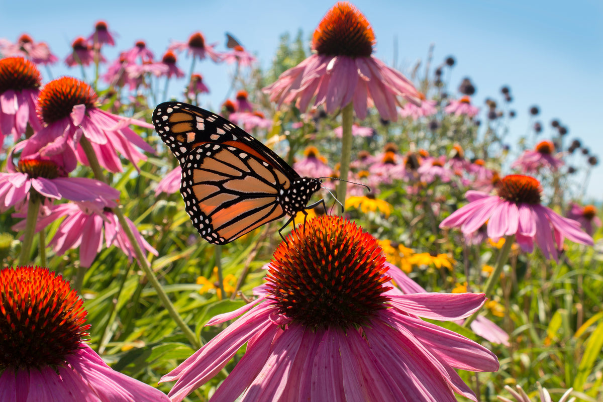 Purple Coneflower - Bentley Seeds