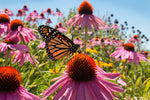 Purple Coneflower - Bentley Seeds