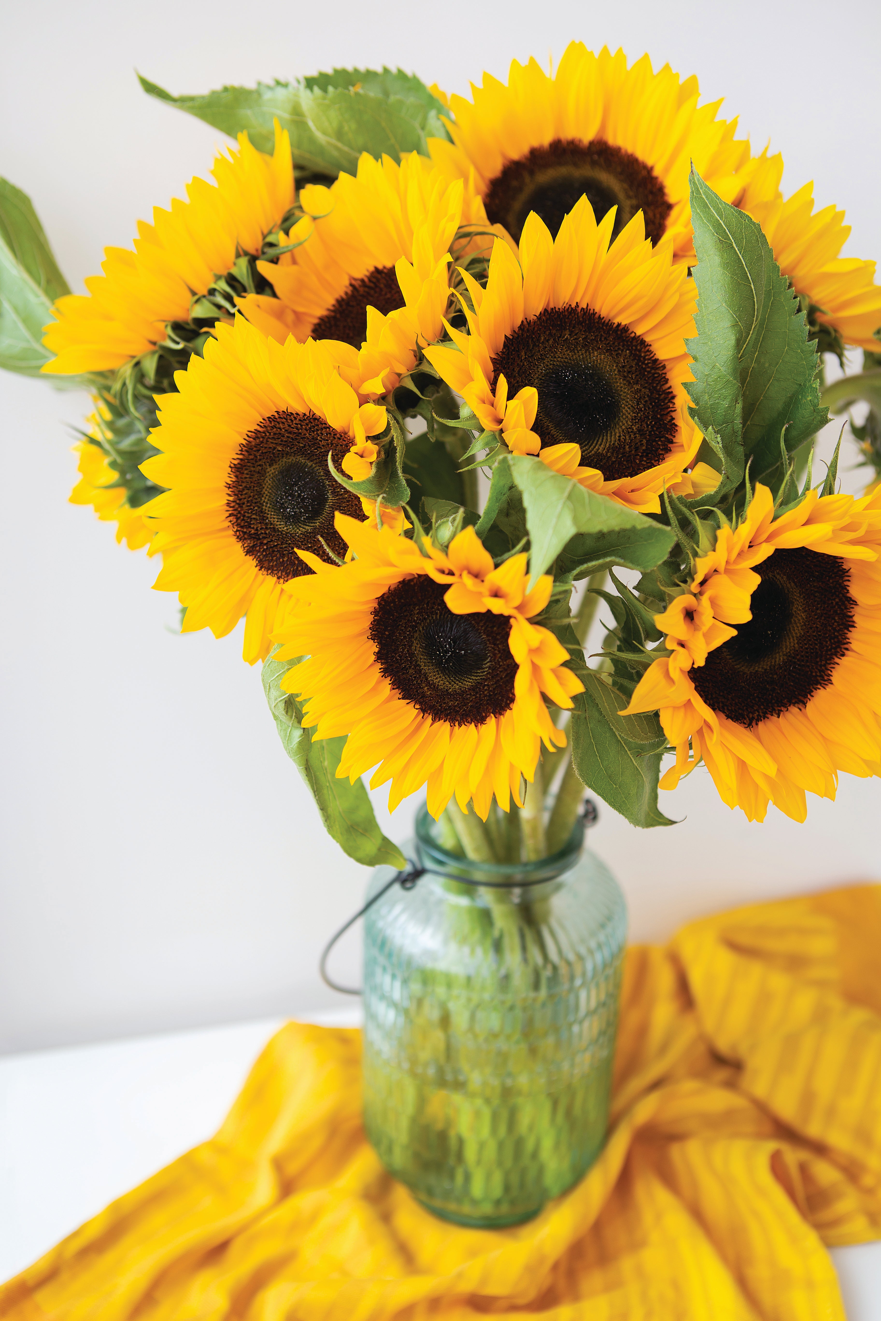 Sunflower, Sunspot Dwarf Seed Packets | Bentley Seeds