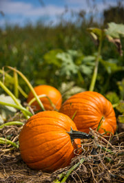 Pumpkin, Jack O'lantern flower seeds