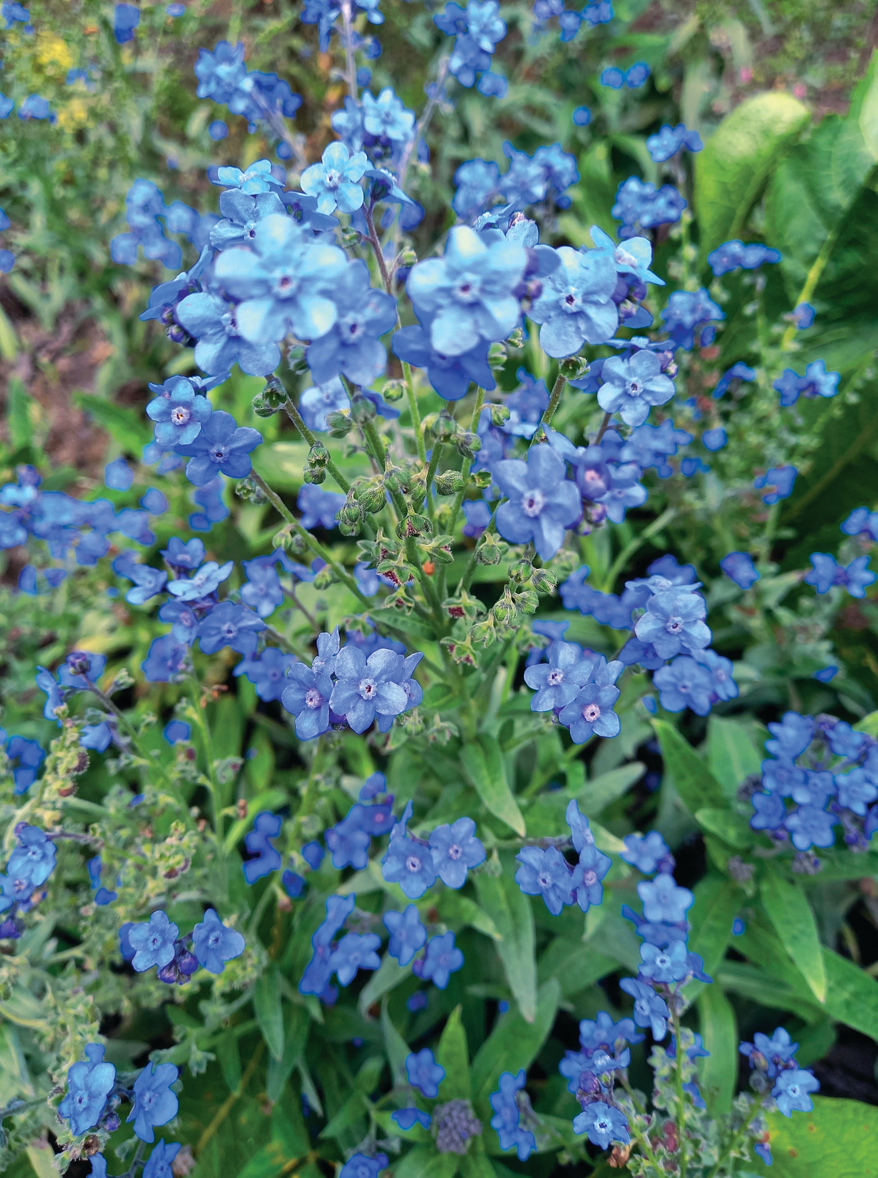 where to plant forget me not seeds Growing Houses Into Homes - Forget Me Not Seed Packets