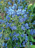 Thank You Real Estate - Forget Me Not Seed Packets