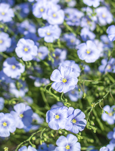 Flax, Blue flower seeds