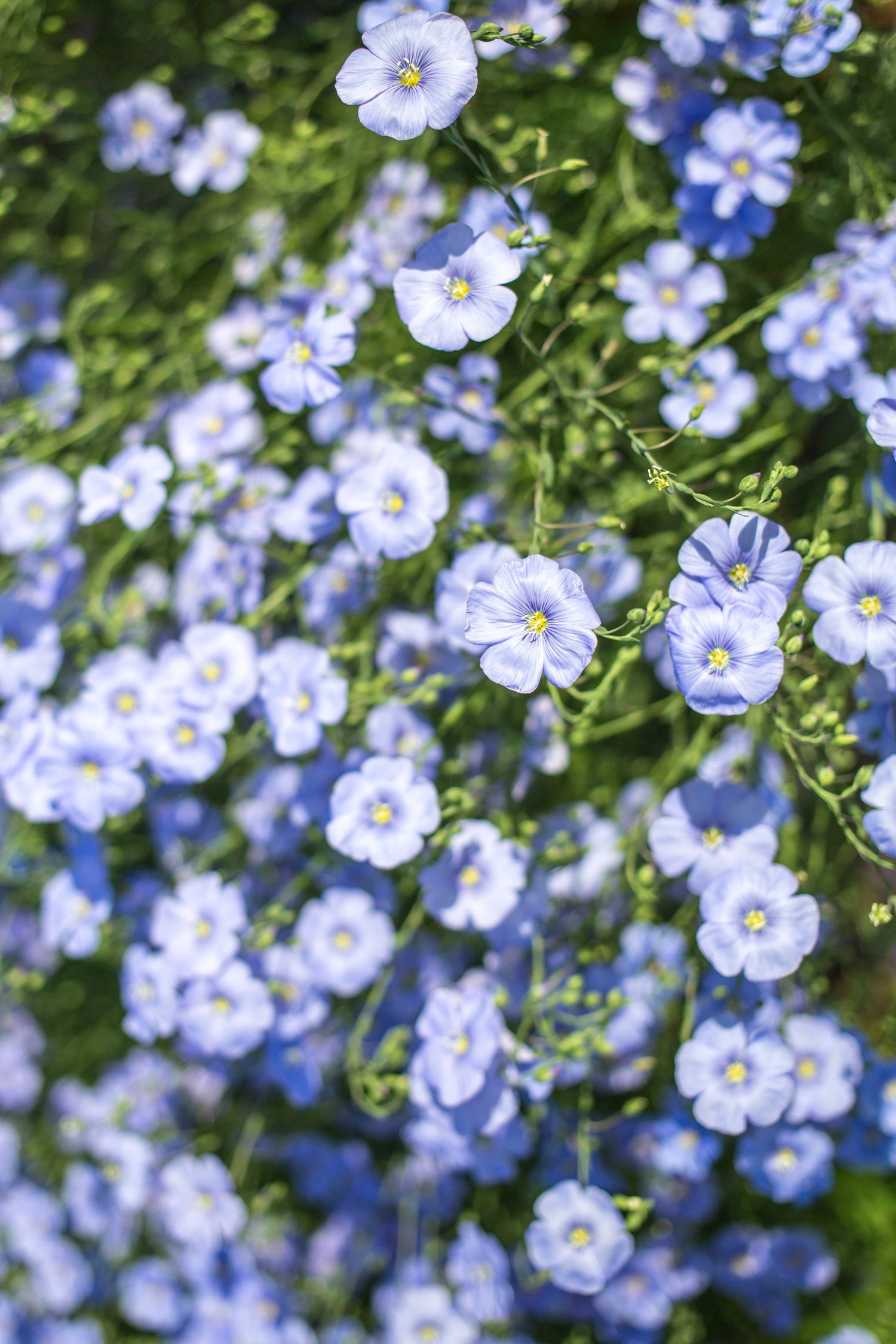 Personalized Seed Packets - Seeds of Remembrance Memorial - Blue Flax Seed Packets