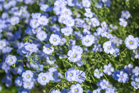 Personalized Seed Packets - Blank Forget Me Not Seed Corporate