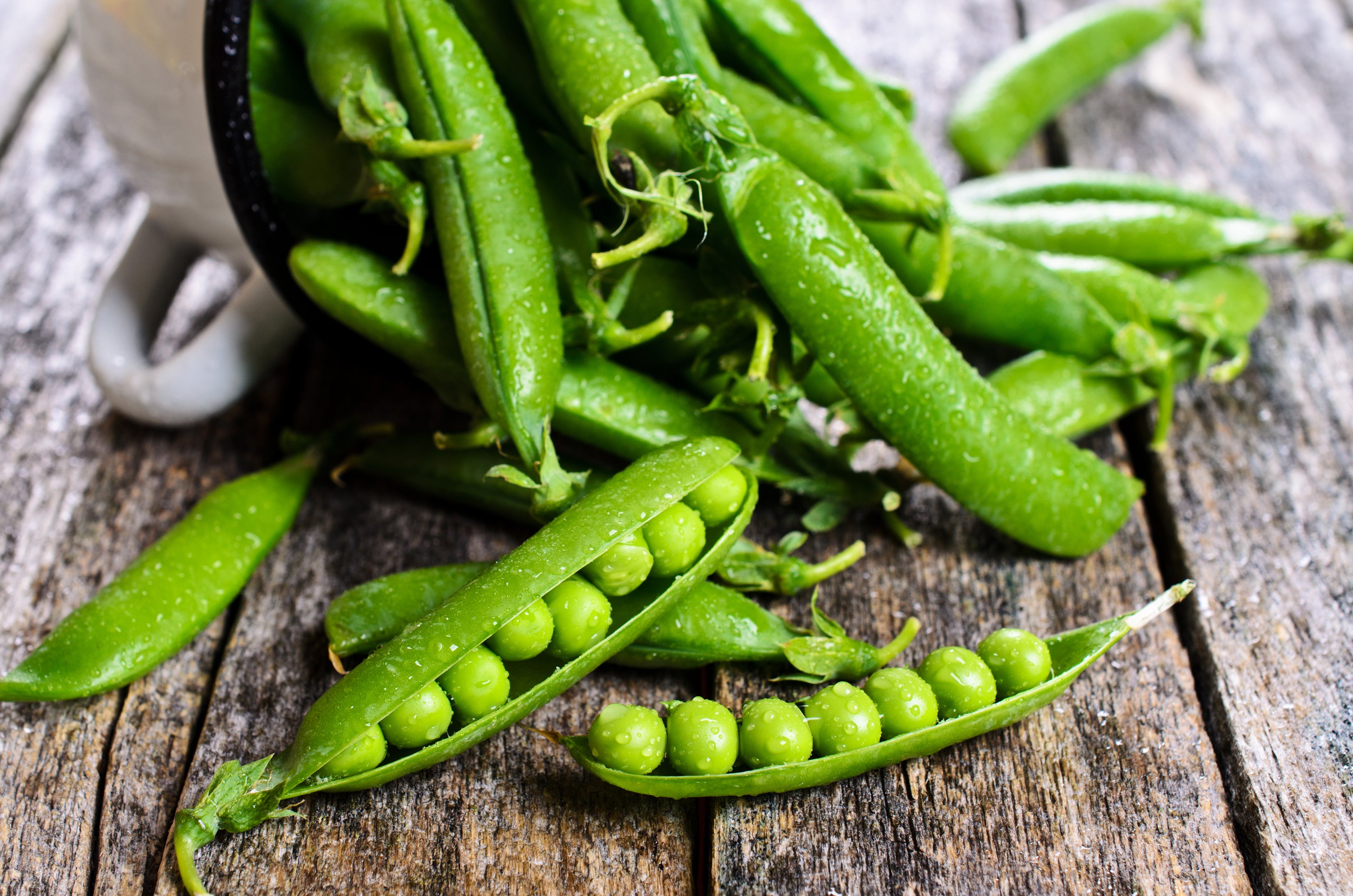 Bentley Seeds Little Marvel Shelling Peas - Thumbnail 2