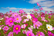 Flowers Seed Packet flower seeds