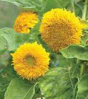 Flowers Seed Packet flower seeds