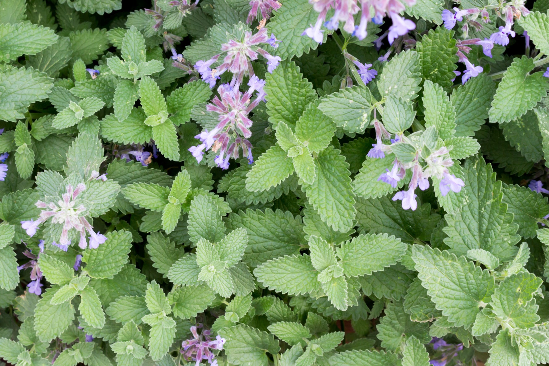 medicinal herb seeds and plants Bentley Vegetable Seeds