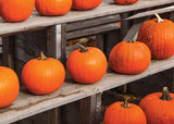 Happy Halloween Jack O'Lantern - Spookie Pumpkin Seed Packets
