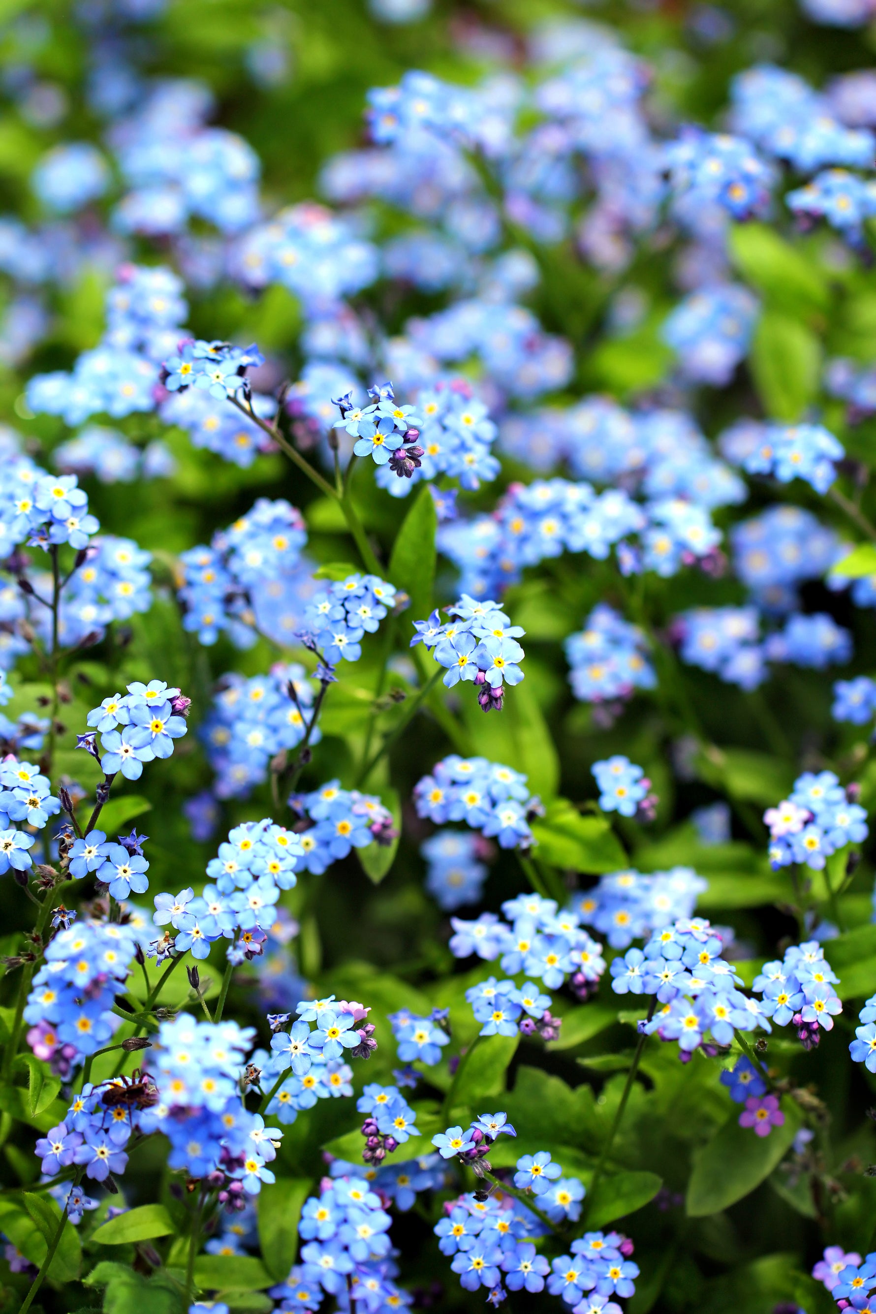 places to buy flower seeds near me Harvest Garden Seed Packet - Kit