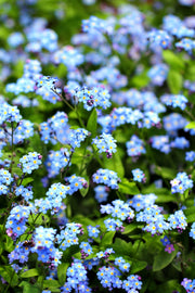 Flowers Seed Packet flower seeds
