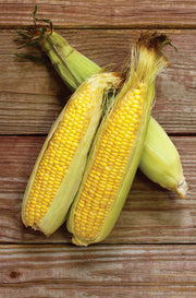 Fresh corn on rustic wooden table.
