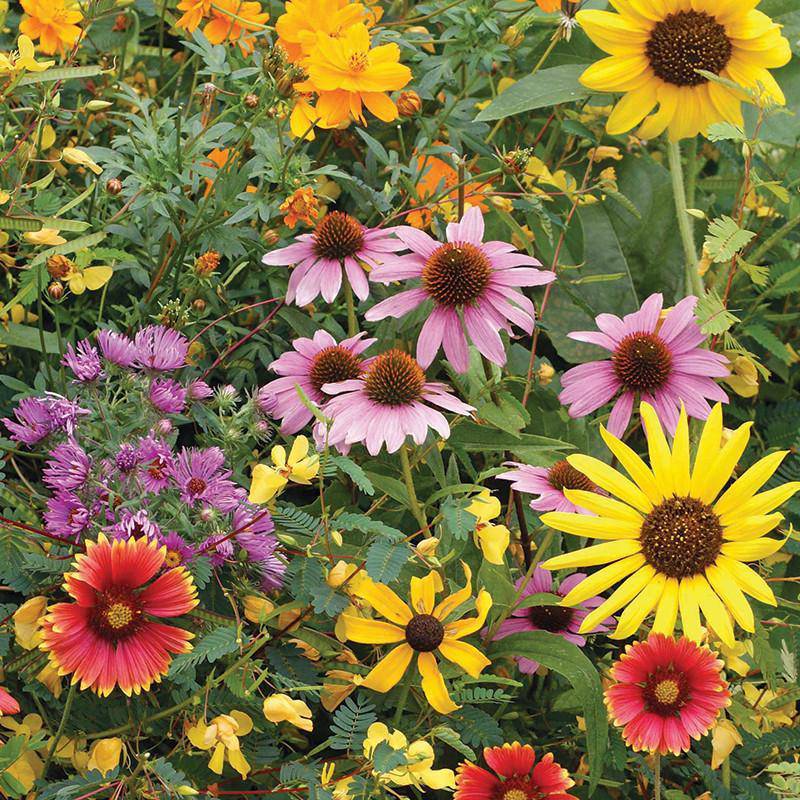 american seed bird and butterfly wildflower blend Sunflower, All Sorts Mix Seed Packets