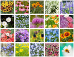 Earth Day Pollinator Butterfly garden seeds