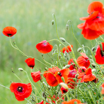 Remembrance "The Ones Who Love Us Never really leave us." Poppies Seed Packet Favor - Bentley Seeds