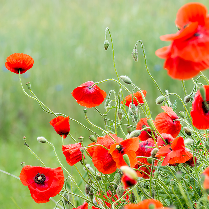 Remembrance "The Ones Who Love Us Never really leave us." Poppies Seed Packet Favor - Bentley Seeds